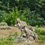 parc-aux-loups-gueret